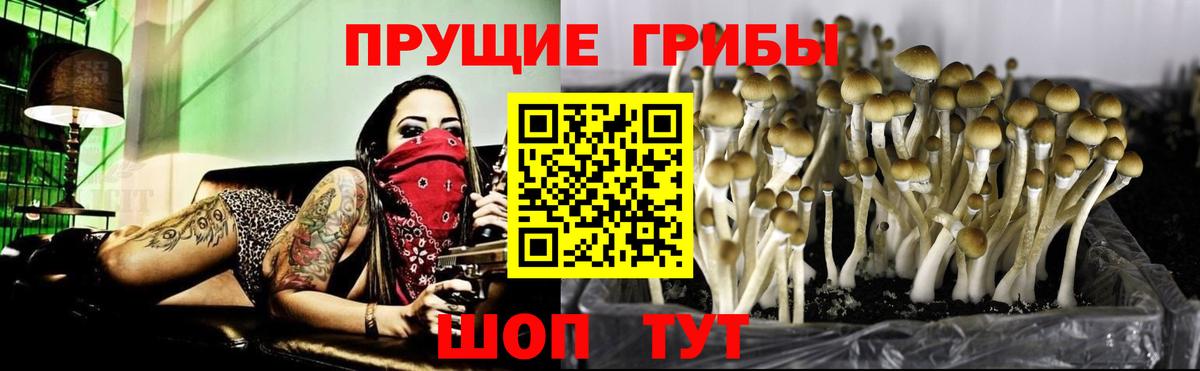 как найти закладки  Галлюциногенные грибы MAGIC MUSHROOMS  Тамбов  Вход с VPN  Галлюциногенные грибы прущие грибы 
